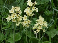 Primula elatior ssp intricata 144, Saxifraga-Harry Jans