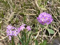 Primula exigua 2, Saxifraga-Harry Jans  Primula exigua