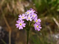 Primula exigua 6, Saxifraga-Harry Jans  Primula exigua