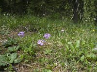 Primula farinosa 12, Saxifraga-Annemiek Bouwman