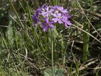 Primula farinosa 13, Saxifraga-Willem van Kruijsbergen