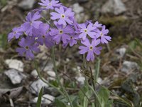 Primula farinosa 17, Saxifraga-Willem van Kruijsbergen