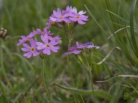 Primula farinosa 2, Saxifraga-Willem van Kruijsbergen