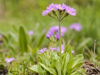 Primula farinosa 21, Saxifraga-Luuk Vermeer