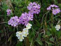 Primula farinosa 22, Saxifraga-Harry Jans