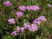 Primula farinosa 23, Saxifraga-Harry Jans