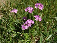 Primula farinosa 25, Saxifraga-Harry Jans