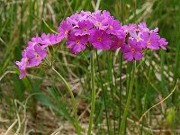 Primula farinosa 26, Saxifraga-Harry Jans