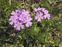 Primula farinosa 32, Saxifraga-Harry Jans