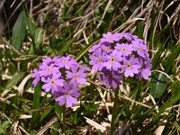 Primula farinosa 33, Saxifraga-Harry Jans