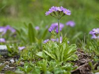 Primula farinosa 35, Saxifraga-Luuk Vermeer