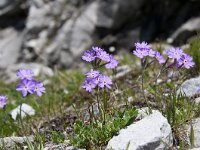 Primula farinosa 39, Saxifraga-Luuk Vermeer