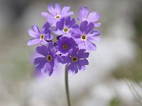 Primula farinosa 40, Saxifraga-Luuk Vermeer