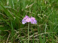 Primula farinosa 5, Saxifraga-Dirk Hilbers