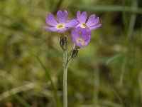 Primula farinosa 6, Saxifraga-Jan van der Straaten