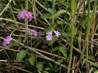 Primula farinosa 7, Saxifraga-Hans Boll