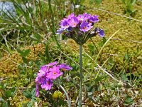 Primula farinosa 9, Saxifraga-Jeroen Willemsen