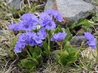 Primula glutinosa 17, Saxifraga-Luuk Vermeer