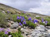 Primula glutinosa 18, Saxifraga-Luuk Vermeer