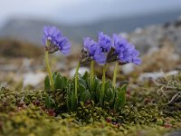 Primula glutinosa 22, Saxifraga-Luuk Vermeer