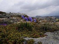 Primula glutinosa 23, Saxifraga-Luuk Vermeer