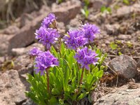 Primula glutinosa 4, Saxifraga-Luuk Vermeer