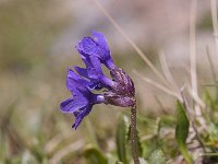 Primula glutinosa 5, Saxifraga-Luuk Vermeer