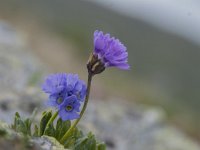 Primula glutinosa 9, Saxifraga-Luuk Vermeer