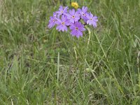 Primula halleri 3, Saxifraga-Willem van Kruijsbergen