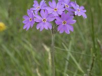 Primula halleri 4, Saxifraga-Willem van Kruijsbergen