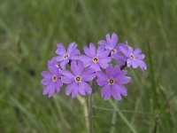 Primula halleri 5, Saxifraga-Willem van Kruijsbergen