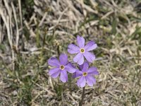 Primula halleri 6, Saxifraga-Willem van Kruijsbergen