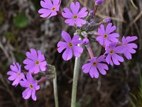 Primula halleri 8, Saxifraga-Harry Jans