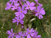 Primula halleri 9, Saxifraga-Harry Jans