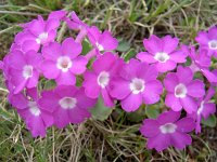 Primula hirsuta 12, Saxifraga-Luuk Vermeer