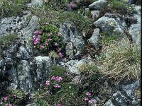 Primula hirsuta 35, Saxifraga-Jan van der Straaten