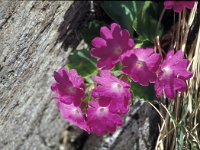 Primula hirsuta 36, Saxifraga-Jan van der Straaten