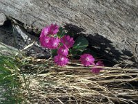 Primula hirsuta 37, Saxifraga-Jan van der Straaten