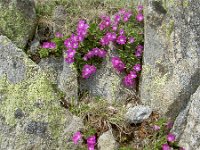 Primula hirsuta 9, Saxifraga-Luuk Vermeer