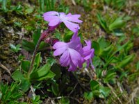 Primula integrifolia 10, Saxifraga-Ed Stikvoort