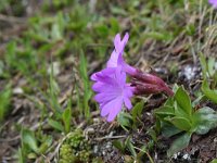 Primula integrifolia 3, Saxifraga-Jeroen Willemsen