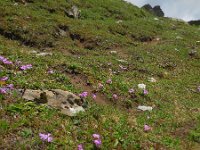 Primula integrifolia 4, Saxifraga-Ed Stikvoort