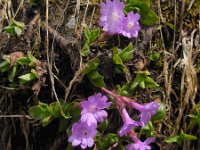 Primula integrifolia 7, Saxifraga-Ed Stikvoort