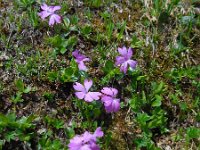 Primula integrifolia 9, Saxifraga-Ed Stikvoort