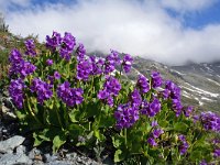 Primula latifolia 2, Saxifraga-Jeroen Willemsen