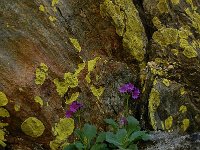 Primula latifolia 6, Saxifraga-Harry Jans