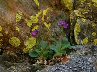 Primula latifolia 7, Saxifraga-Harry Jans