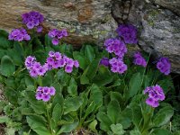 Primula latifolia 9, Saxifraga-Harry Jans