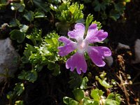 Primula minima 10, Saxifraga-Ed Stikvoort