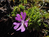 Primula minima 13, Saxifraga-Ed Stikvoort